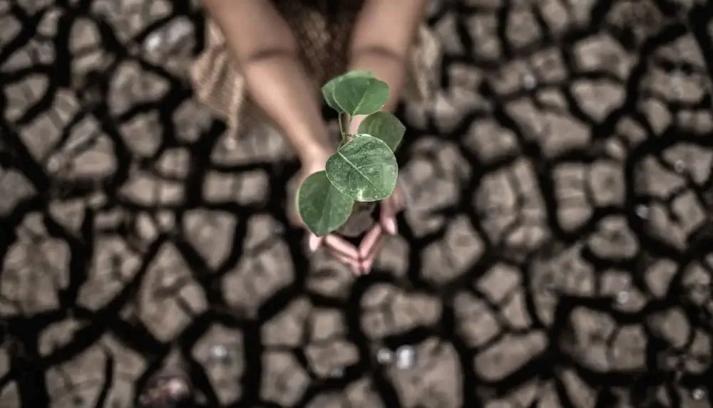 holding plant above dry soil